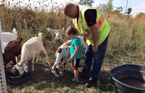 A Solid Waste Agency Classic Memory: Goats Get Job Done